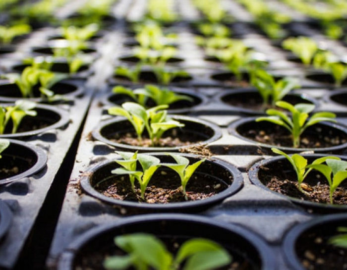 Шпаргалка гровера: как вырастить марихуану в домашних условиях Шпаргалка гровера: как вырастить марихуану в домашних условиях