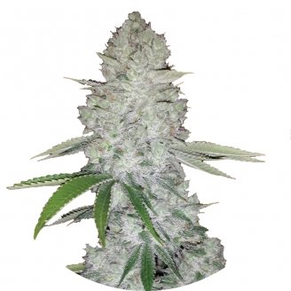 Сорт семян конопли Gorilla Glue Fem.